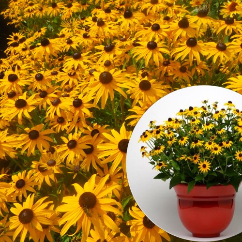 Rudbeckia fulgida 'Goldblitz' - Särav päevakübar 'Goldblitz'